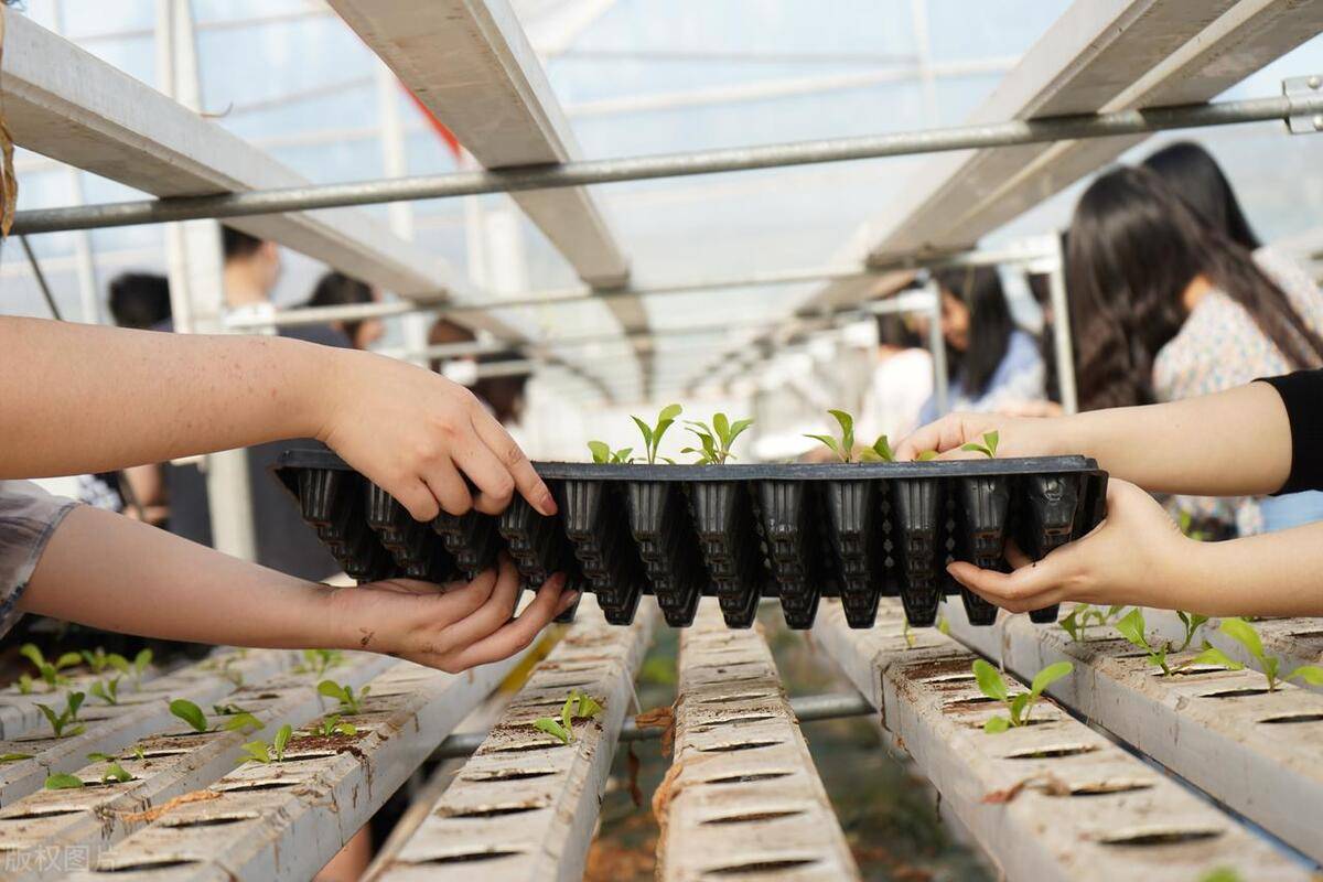 提高生产效率35%！正压通风连栋温室长季节果菜无土栽培技术